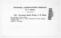 Peronospora lepidii image